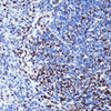 Immunohistochemistry of paraffin-embedded Mouse spleen using Acetyl-Histone H2B-K5 Polyclonal Antibody at dilution of  1:100 (40x lens).