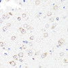 Immunohistochemistry of paraffin-embedded Rat brain using RNF149 Polyclonal Antibody at dilution of  1:100 (40x lens).