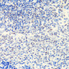 Immunohistochemistry of paraffin-embedded Rat spleen using p27 KIP 1 Polyclonal Antibody at dilution of  1:100 (40x lens).
