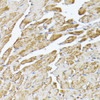 Immunohistochemistry of paraffin-embedded Mouse heart using SLC25A5 Polyclonal Antibody at dilution of  1:100 (40x lens).