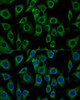 Immunofluorescence analysis of L929 cells using TSPO Polyclonal Antibody at dilution of  1:100 (40x lens). Blue: DAPI for nuclear staining.