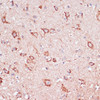 Immunohistochemistry of paraffin-embedded Mouse spinal cord using ENTPD6 Polyclonal Antibody at dilution of  1:100 (40x lens).