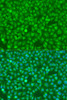 Immunofluorescence analysis of U2OS cells using CSF3 Polyclonal Antibody at dilution of  1:100. Blue: DAPI for nuclear staining.