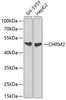 Western blot analysis of extracts of various cell lines using CHRM2 Polyclonal Antibody at dilution of 1:1000.