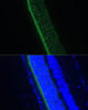 Immunofluorescence analysis of Rat eye using GNGT1 Polyclonal Antibody at dilution of  1:100 (40x lens). Blue: DAPI for nuclear staining.
