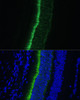 Immunofluorescence analysis of Mouse eye using GNGT1 Polyclonal Antibody at dilution of  1:100 (40x lens). Blue: DAPI for nuclear staining.