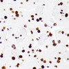 Immunohistochemistry of paraffin-embedded Mouse brain using HNRNPD Polyclonal Antibody at dilution of  1:100 (40x lens).