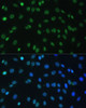 Immunofluorescence analysis of C6 cells using HNRNPD Polyclonal Antibody at dilution of  1:100. Blue: DAPI for nuclear staining.