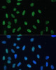 Immunofluorescence analysis of U-2 OS cells using HNRNPD Polyclonal Antibody at dilution of  1:100. Blue: DAPI for nuclear staining.