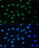 Immunofluorescence analysis of U-2 OS cells using HNRNPD Polyclonal Antibody at dilution of  1:100. Blue: DAPI for nuclear staining.