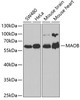 Western blot analysis of extracts of various cell lines using MAOB Polyclonal Antibody at dilution of 1:1000.