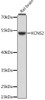 Western blot analysis of extracts of Rat brain using KCNS2 Polyclonal Antibody at dilution of 1:1000.