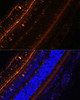 Immunofluorescence analysis of Rat eye using KCNS2 Polyclonal Antibody at dilution of  1:100 (40x lens). Blue: DAPI for nuclear staining.