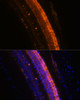 Immunofluorescence analysis of Mouse eye using KCNS2 Polyclonal Antibody at dilution of  1:100 (40x lens). Blue: DAPI for nuclear staining.