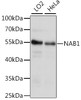 Western blot analysis of extracts of various cell lines using NAB1 Polyclonal Antibody at dilution of 1:1000.
