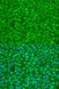 Immunofluorescence analysis of U2OS cells using PLCG1 Polyclonal Antibody at dilution of  1:100. Blue: DAPI for nuclear staining.