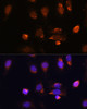 Immunofluorescence analysis of U-2 OS cells using RPL34 Polyclonal Antibody at dilution of  1:100. Blue: DAPI for nuclear staining.