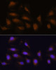 Immunofluorescence analysis of U-2 OS cells using P90RSK Polyclonal Antibody at dilution of  1:100. Blue: DAPI for nuclear staining.