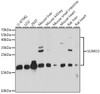 Western blot analysis of extracts of various cell lines using SUMO3 Polyclonal Antibody at dilution of 1:1000.