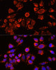 Immunofluorescence analysis of 293T cells using A2M Polyclonal Antibody at dilution of  1:100 (40x lens). Blue: DAPI for nuclear staining.