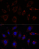 Immunofluorescence analysis of L929 cells using TBRG4 Polyclonal Antibody at dilution of  1:100. Blue: DAPI for nuclear staining.