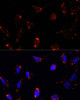 Immunofluorescence analysis of U-2 OS cells using TBRG4 Polyclonal Antibody at dilution of  1:100. Blue: DAPI for nuclear staining.