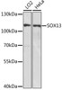 Western blot analysis of extracts of various cell lines using SOX13 Polyclonal Antibody at dilution of 1:1000.