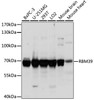 Western blot analysis of extracts of various cell lines using RBM39 Polyclonal Antibody at dilution of 1:1000.