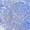 Immunohistochemistry of paraffin-embedded Mouse spleen using RBM39 Polyclonal Antibody at dilution of  1:100 (40x lens).