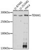Western blot analysis of extracts of various cell lines using TENM1 Polyclonal Antibody at dilution of 1:1000.