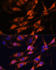 Immunofluorescence analysis of C6 cells using TENM1 Polyclonal Antibody at dilution of  1:100. Blue: DAPI for nuclear staining.
