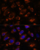 Immunofluorescence analysis of U-2 OS cells using TENM1 Polyclonal Antibody at dilution of  1:100. Blue: DAPI for nuclear staining.