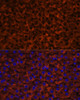 Immunofluorescence analysis of Rat liver using Factor IX / F9 Polyclonal Antibody at dilution of  1:100 (40x lens). Blue: DAPI for nuclear staining.