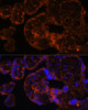 Immunofluorescence analysis of Human placenta using Factor IX / F9 Polyclonal Antibody at dilution of  1:100 (40x lens). Blue: DAPI for nuclear staining.