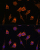Immunofluorescence analysis of L929 cells using AVIL Polyclonal Antibody at dilution of  1:100. Blue: DAPI for nuclear staining.