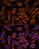 Immunofluorescence analysis of L929 cells using ME3 Polyclonal Antibody at dilution of  1:100. Blue: DAPI for nuclear staining.