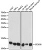 Western blot analysis of extracts of various cell lines using SEC61B Polyclonal Antibody at dilution of 1:1000.