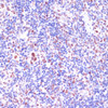 Immunohistochemistry of paraffin-embedded Rat spleen using KDM1 Polyclonal Antibody at dilution of  1:100 (40x lens).