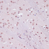 Immunohistochemistry of paraffin-embedded Mouse brain using KDM1 Polyclonal Antibody at dilution of  1:100 (40x lens).