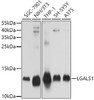 Western blot analysis of extracts of various cell lines using LGALS1 Polyclonal Antibody at dilution of 1:1000.