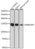 Western blot analysis of extracts of various cell lines using RABGAP1 Polyclonal Antibody at dilution of 1:1000.