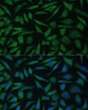 Immunofluorescence analysis of L929 cells using REXO2 Polyclonal Antibody at dilution of  1:100 (40x lens). Blue: DAPI for nuclear staining.