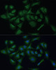 Immunofluorescence analysis of U-2 OS cells using REXO2 Polyclonal Antibody at dilution of  1:100 (40x lens). Blue: DAPI for nuclear staining.