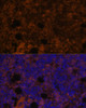 Immunofluorescence analysis of Rat bone marrow using CD11B Polyclonal Antibody at dilution of  1:100. Blue: DAPI for nuclear staining.