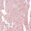 Immunohistochemistry of paraffin-embedded Mouse heart using TIMM8B Polyclonal Antibody at dilution of  1:100 (40x lens).