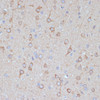 Immunohistochemistry of paraffin-embedded Rat brain using COPG2 Polyclonal Antibody at dilution of  1:100 (40x lens).
