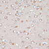 Immunohistochemistry of paraffin-embedded Mouse brain using COPG2 Polyclonal Antibody at dilution of  1:100 (40x lens).