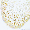 Immunohistochemistry of paraffin-embedded Rat testis using PXR Polyclonal Antibody at dilution of  1:100 (40x lens).