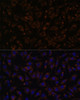 Immunofluorescence analysis of L929 cells using PLLP Polyclonal Antibody at dilution of  1:100. Blue: DAPI for nuclear staining.