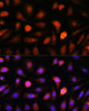 Immunofluorescence analysis of L-929 cells using CDK5RAP1 Polyclonal Antibody at dilution of  1:100. Blue: DAPI for nuclear staining.